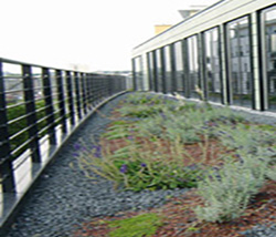 Green Roof Drainage